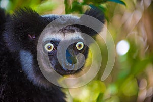 Indri, the largest lemur of Madagascar photo
