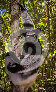 Indri, the largest lemur of Madagascar photo