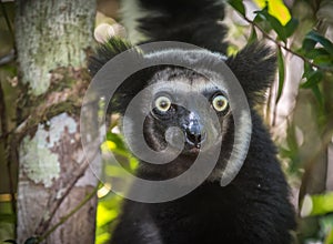 Indri, the largest lemur of Madagascar photo