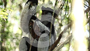 Indri lemur or Babakoto Indri indri sits on the tree