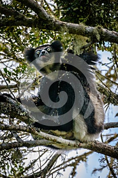 Indri Lemur hanging in tree canopy looking