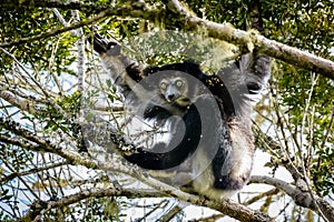 Indri Lemur hanging in tree canopy looking at us