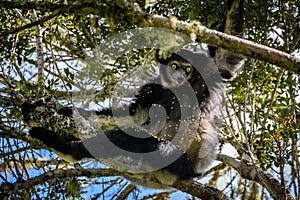 Indri Lemur hanging in tree canopy looking at us photo