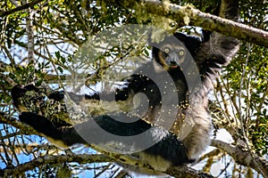 Indri Lemur hanging in tree canopy staring at us with its beautiful eyes