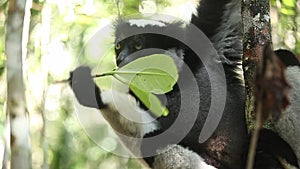 Indri lemur Indri indri