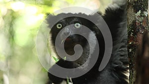 Indri lemur Indri indri