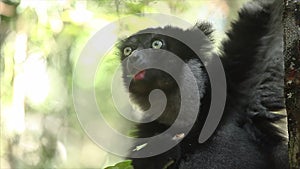 Indri lemur Indri indri eats leaf