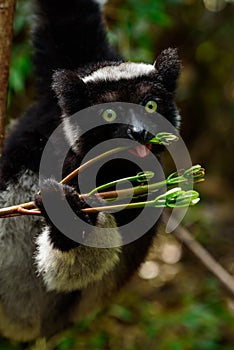 Indri lemur in Madagascar