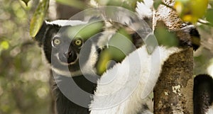 Indri Lemur photo
