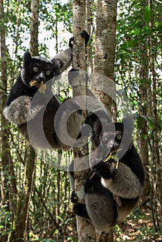 Indri lemurs in rainforest , Madagascar