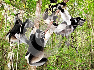 Indri in Madagascar photo