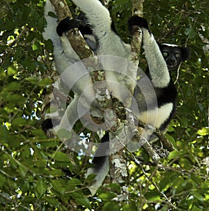 Indri, Indri indri