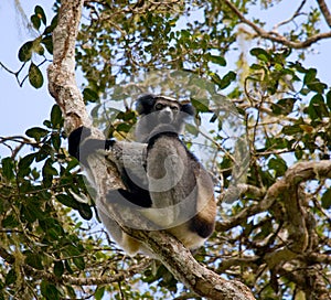 Indri sitting on a tree. Madagascar. Mantadia National Park.