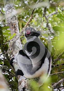 Indri sitting on a tree. Madagascar. Mantadia National Park.