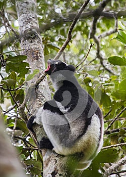 Indri sitting on a tree. Madagascar. Mantadia National Park.