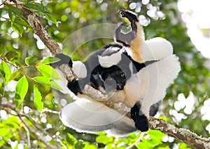 Indri sitting on a tree. Madagascar. Mantadia National Park.