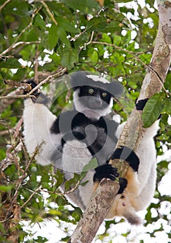 Indri sitting on a tree. Madagascar. Mantadia National Park.