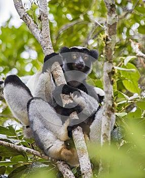 Indri sitting on a tree. Madagascar. Mantadia National Park.