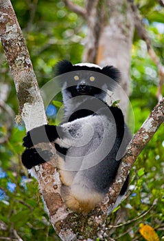 Indri sitting on a tree. Madagascar. Mantadia National Park.