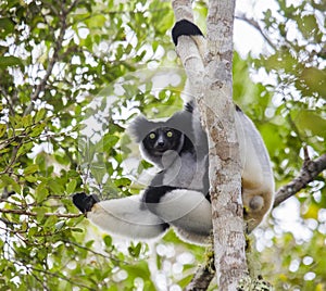 Indri sitting on a tree. Madagascar. Mantadia National Park.