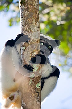 Indri sitting on a tree. Madagascar. Mantadia National Park.