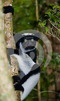 Indri sitting on a tree. Madagascar. Mantadia National Park.