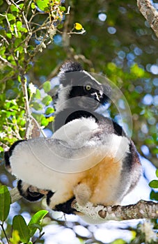 Indri sitting on a tree. Madagascar. Mantadia National Park.