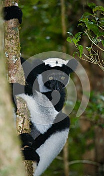 Indri sitting on a tree. Madagascar. Mantadia National Park.