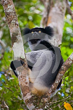 Indri sitting on a tree. Madagascar. Mantadia National Park.