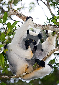 Indri sitting on a tree. Madagascar. Mantadia National Park.