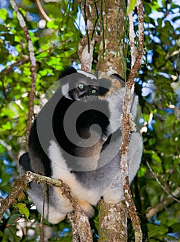 Indri sitting on a tree. Madagascar. Mantadia National Park.