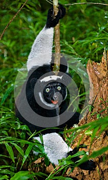 Indri sitting on a tree. Madagascar. Mantadia National Park.