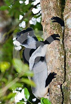 Indri sitting on a tree. Madagascar. Mantadia National Park.