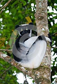 Indri sitting on a tree. Madagascar. Mantadia National Park.