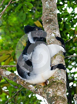 Indri sitting on a tree. Madagascar. Mantadia National Park.