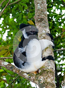 Indri sitting on a tree. Madagascar. Mantadia National Park.