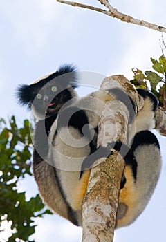 Indri sitting on a tree. Madagascar. Mantadia National Park.