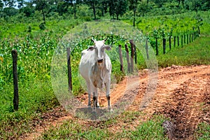 Indu-Brasil beef cattle in farm yard