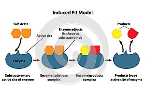 Induced Fit Model of Catalysis photo