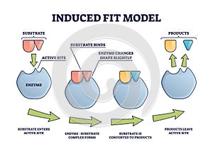 Induced fit model process explanation with enzyme products outline diagram