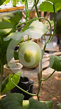 Nature's Refreshment: The Fresh Delight of Homegrown Melons photo