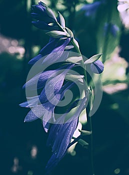 Indulgence of purple flower