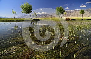 Indus river flowing through plains in Ladakh, India,