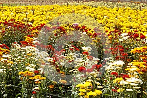 Field planted and full of flowers in the Venezuelan Andes photo