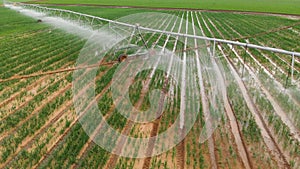 Industrial agriculture 4K Aerial view. Irrigation of round fields with agricultural crops in summer