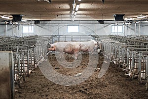 Industrial animal farm. Pig sows