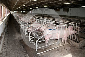 Industrial animal farm for pig sows and piglets
