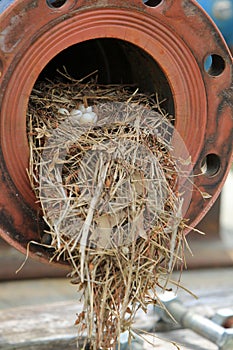 Industrial bird nest