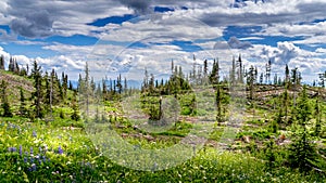 Industrial Clear Cut Logging in the Shuswap Highlands of British Columbia