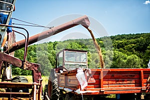 Industrial combine harvester unloading wheat